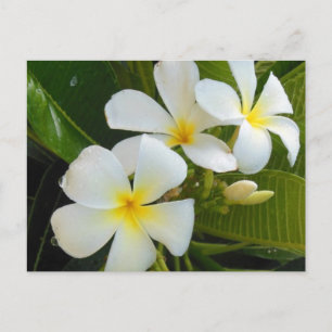 Plumeria Frangipani Hawaii Vykort