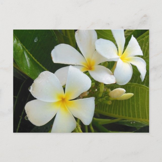 Plumeria Frangipani Hawaii Vykort (Framsida)