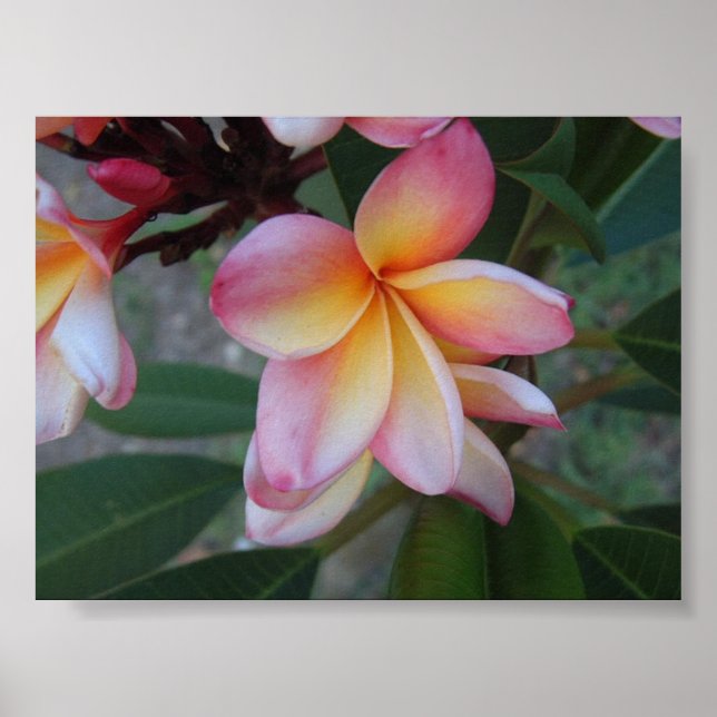 Plumeria (Frangipani) Poster (Framsidan)