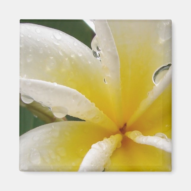 Plumeria gelb magnet (Framsidan)