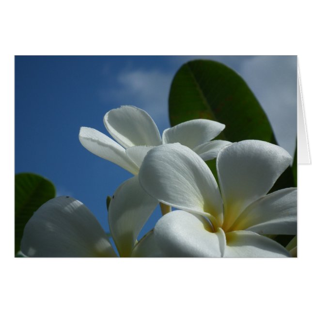 Plumeria Gift Card OBS Kort (Framsidan Horizontal)