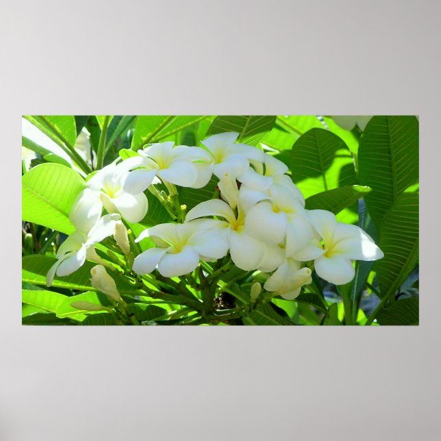 Plumeria Hälsning Morgon Poster (Framsidan)