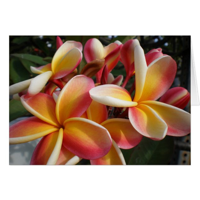 plumeria hälsningskort (Framsidan Horizontal)