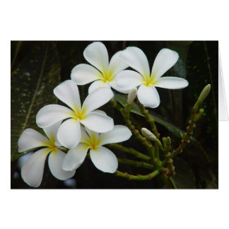 Plumeria Hälsningskort