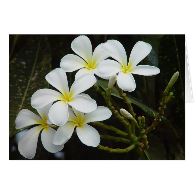 Plumeria Hälsningskort (Framsidan Horizontal)