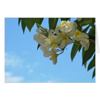 Plumeria Hälsningskort