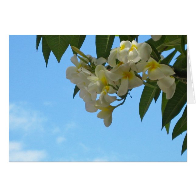 Plumeria Hälsningskort (Framsidan Horizontal)