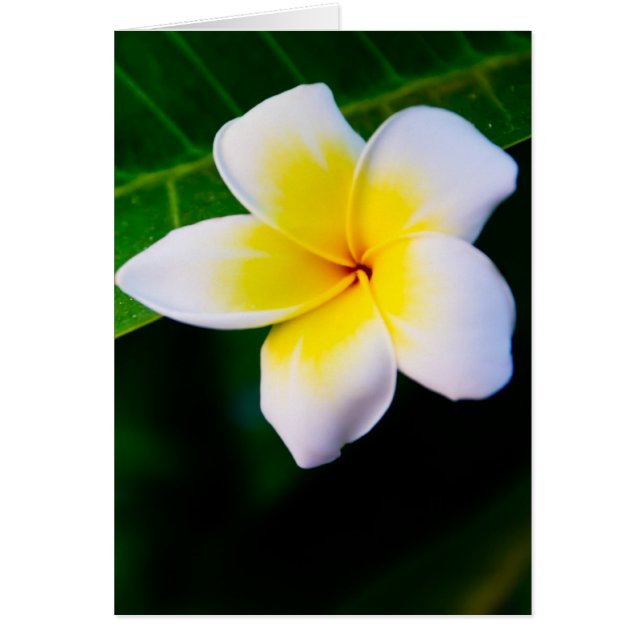 Plumeria Hälsningskort (Framsidan)
