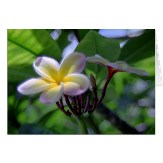 Plumeria Hawaii Hälsningskort (Framsidan Horizontal)