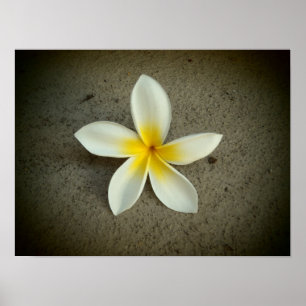 Plumeria hawaii poster