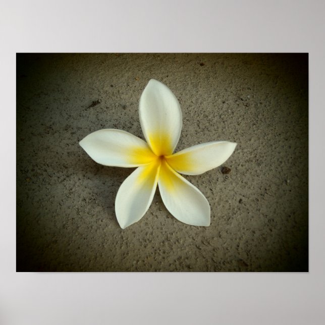 Plumeria hawaii poster (Framsidan)