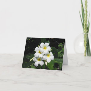Plumeria Hawaiian Flower Photo on Note Card Kort