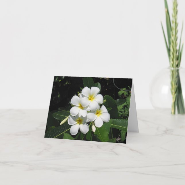 Plumeria Hawaiian Flower Photo on Note Card Kort (Framsida)