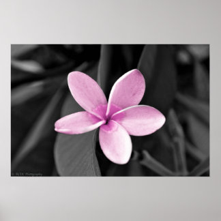 Plumeria i Bloom Poster