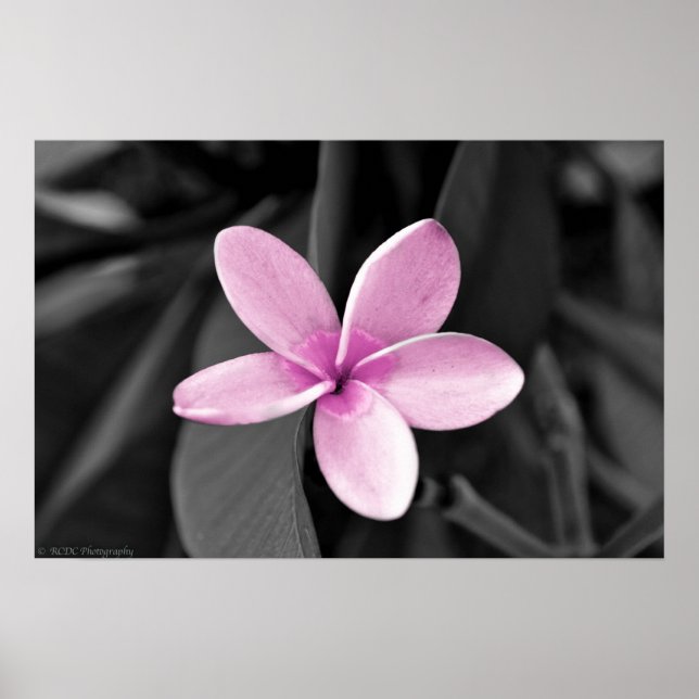 Plumeria i Bloom Poster (Framsidan)