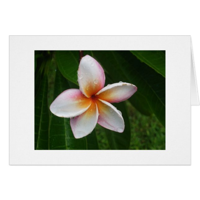 Plumeria i Rain OBS Kort (Framsidan Horizontal)