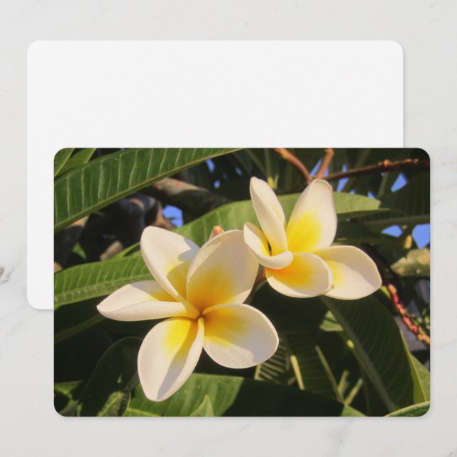 Plumeria Julkort (Fram/baksida)
