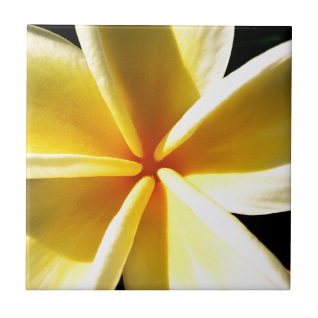 plumeria kakelplatta (Framsidan)