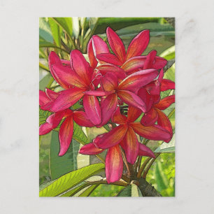 Plumeria - Konstnärlig design på vykort