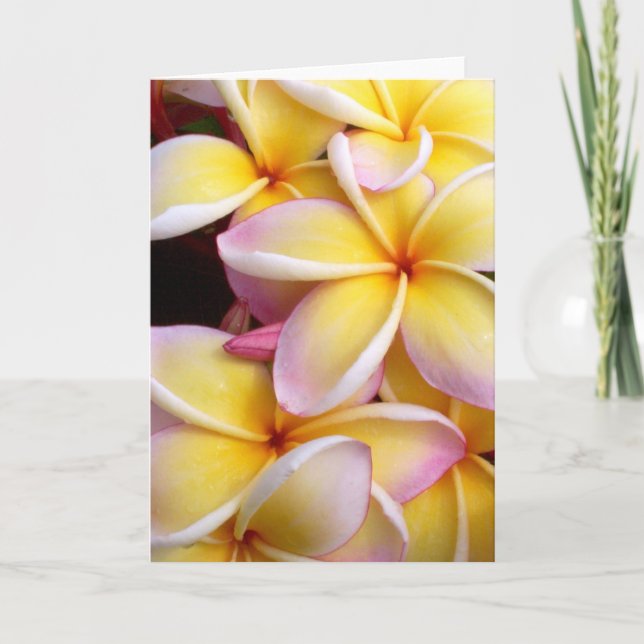 Plumeria Kort (Framsida)