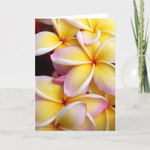 Plumeria Kort
