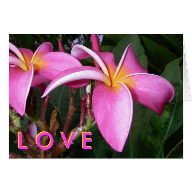 Plumeria L O V E Hälsningskort (Framsidan Horizontal)