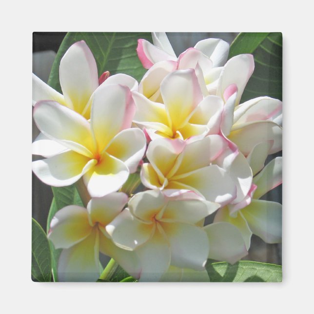 Plumeria Magnet (Framsidan)