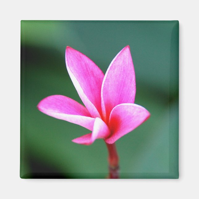 Plumeria Magnet (Framsidan)
