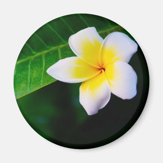 Plumeria Magnet (Framsidan)