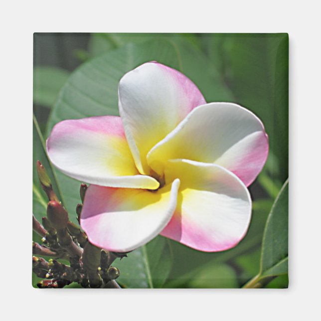Plumeria Magnet (Framsidan)