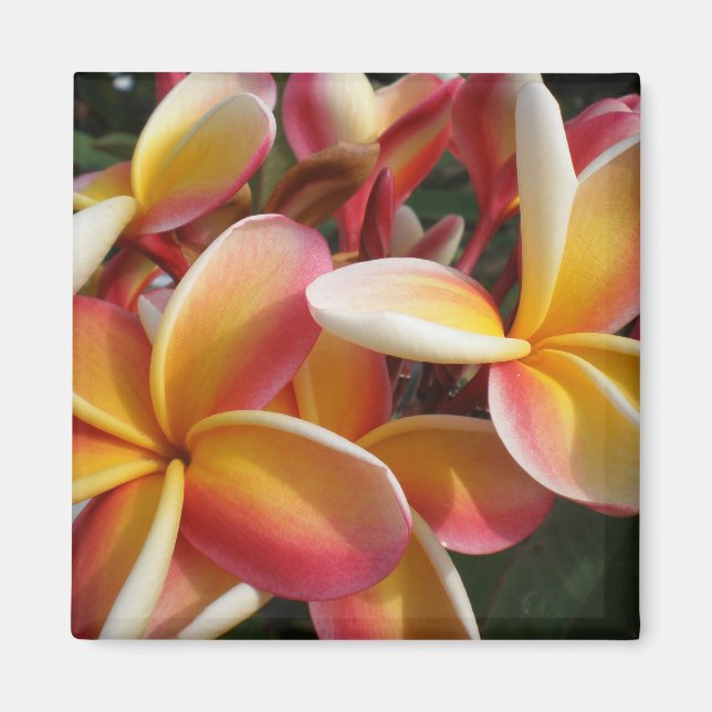 plumeria magnet (Framsidan)
