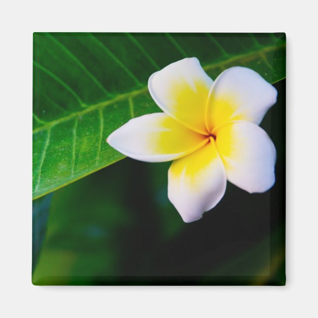Plumeria Magnet (Framsidan)