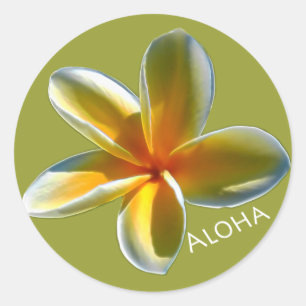 Plumeria med Aloha Runt Klistermärke