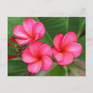 Plumeria - Miami Rose på vykort