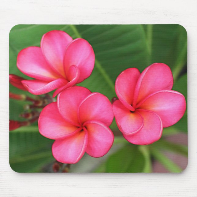 Plumeria - Miami steg på mousepad Musmatta (Framsidan)