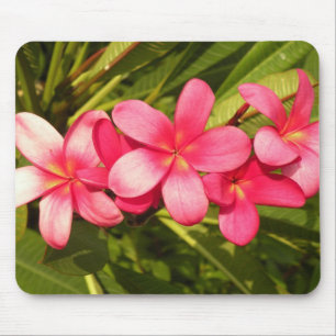 plumeria musmatta