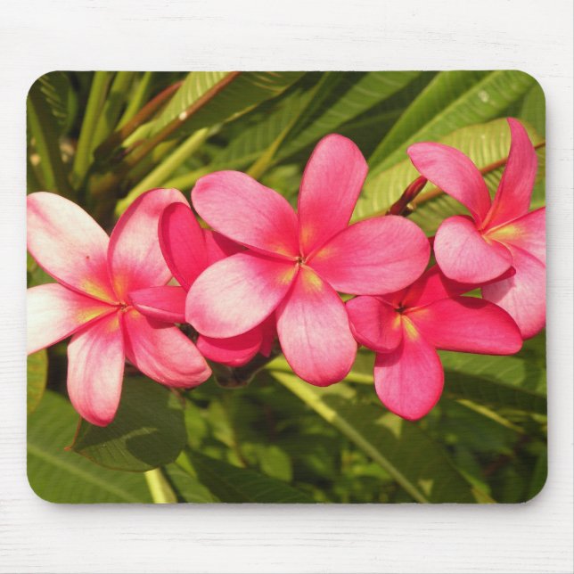 plumeria musmatta (Framsidan)