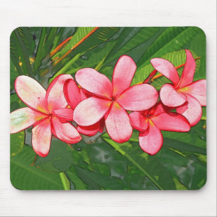 Plumeria Musmatta