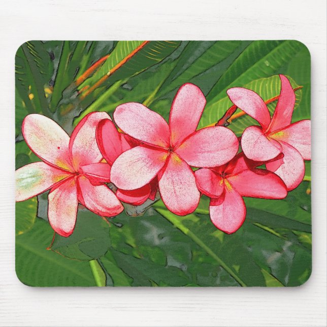 Plumeria Musmatta (Framsidan)