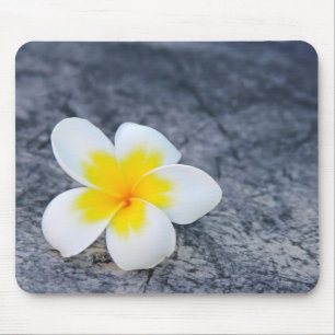 plumeria musmatta