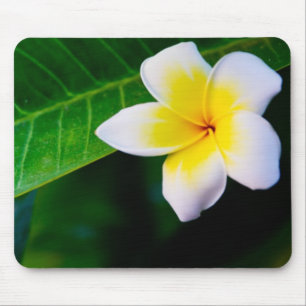 plumeria musmatta