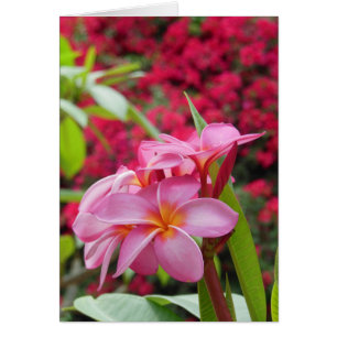 Plumeria och Bougainvillea Hälsningskort