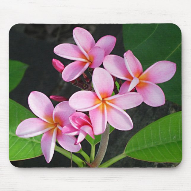 Plumeria på den jungfruliga Gorda bitterheten Musmatta (Framsidan)