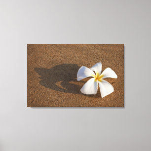Plumeria på sandstrand, Maui, Hawaii, USA Canvastryck