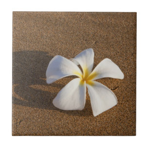 Plumeria på sandstrand, Maui, Hawaii, USA Kakelplatta
