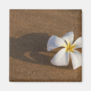 Plumeria på sandstrand, Maui, Hawaii, USA Magnet