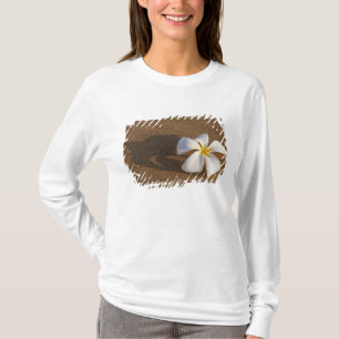 Plumeria på sandstrand, Maui, Hawaii, USA T Shirt