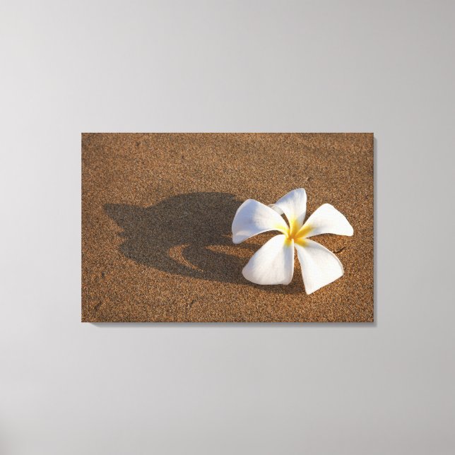 Plumeria på sandstranden, Maui, Hawaii, USA Canvastryck (Framsida)