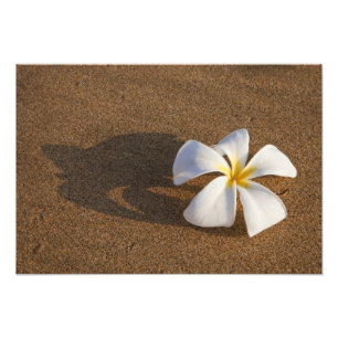 Plumeria på sandstranden, Maui, Hawaii, USA Fototryck