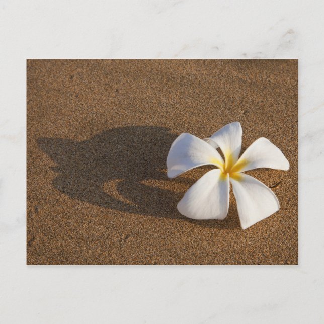 Plumeria på sandstranden, Maui, Hawaii, USA Vykort (Framsida)